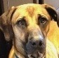 Rescue Dog
